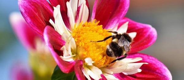 Attention all gardeners – A Real Threat to Pollinators
