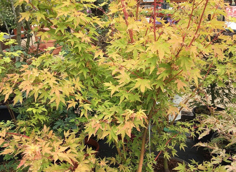 Celebrating National Tree Week! - Cedar Nursery - Plants and Outdoor Living