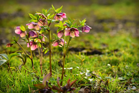 Hellebores for winter garden colour