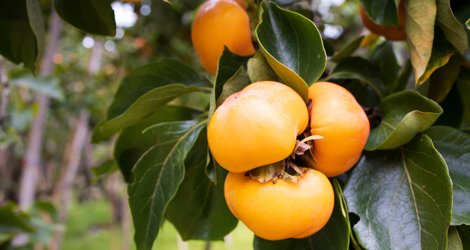 Persimmon trees available at Cedar Nursery in Surrey, UK