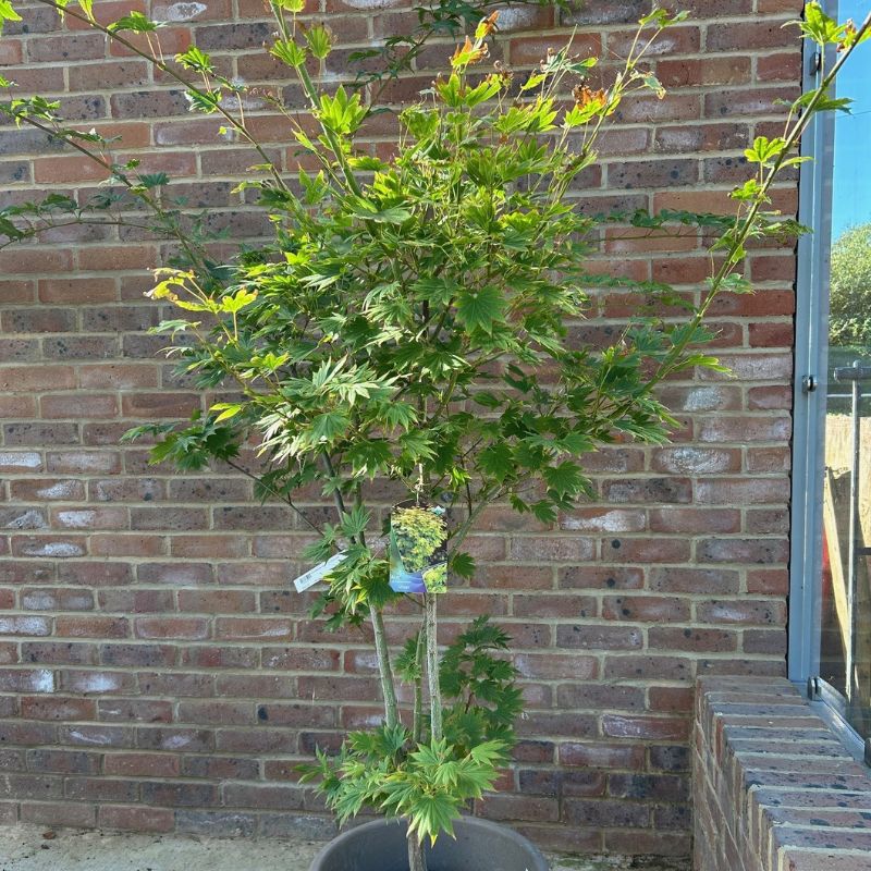 Buy Acer shirasawanum Jordan tree direct from Cedar Nursery, Surrey
