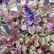 Buy Ajuga reptans 'Burgundy Glow' online from Cedar Nursery