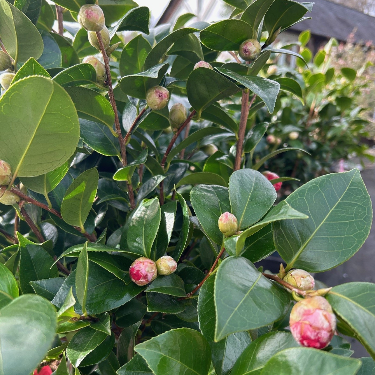 Camellia × williamsii 'Black Lace' - 3 litre