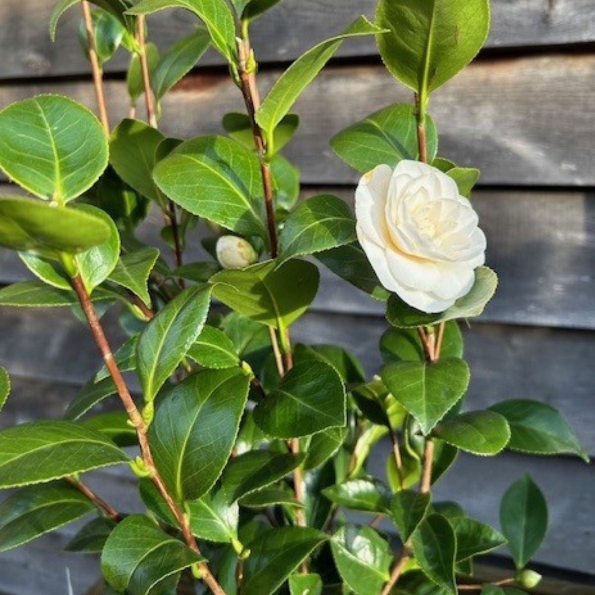 Buy Camellia japonica 'Nuccio's Gem' online or instore from Cedar Nursery, Surrey