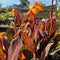 Buy Canna 'Phasion' syn Durban/Tropicanna  online from Cedar Nursery