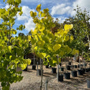 Buy Cercis canadensis online from Cedar Nursery, Surrey