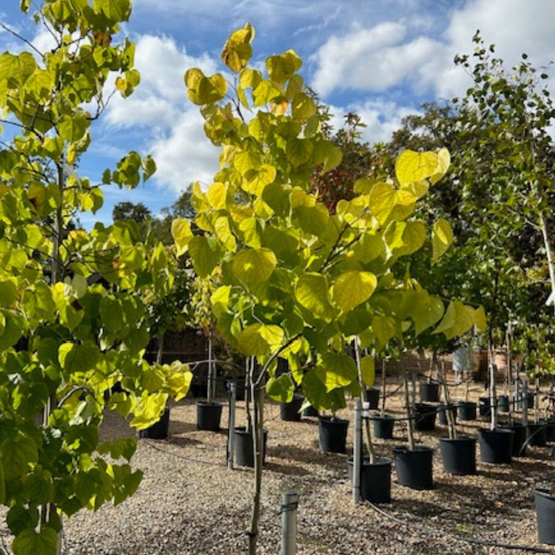 Buy Cercis canadensis online from Cedar Nursery, Surrey