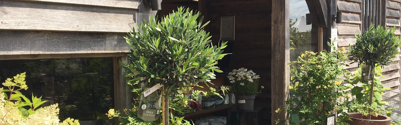 Contact Cedar Nursery, Cobham, Surrey