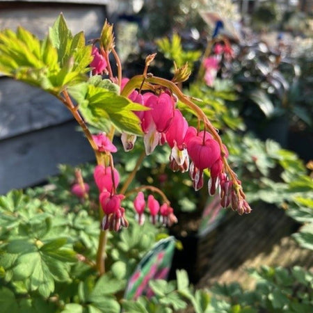 Buy Dicentra spectabilis direct from Cedar Garden Nursery, Surrey