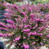 Erica x darleyensis 'Kramer's Rote available at Cedar Nursery, Surrey