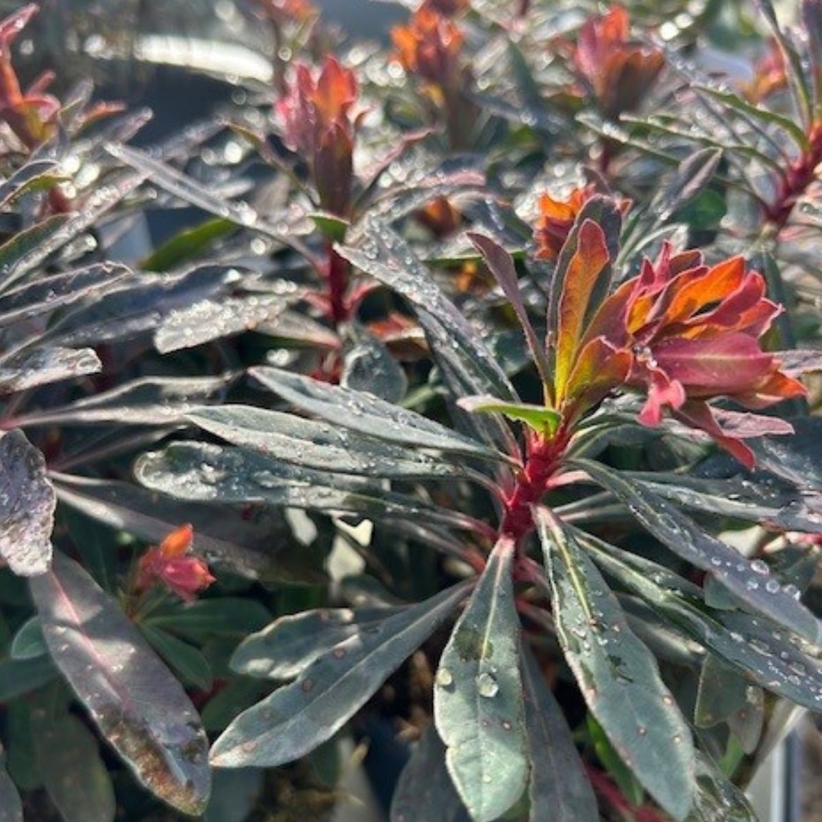 Euphorbia Amygdaloides 'purpurea' - 2 Litre At Cedar Nursery - Plants 