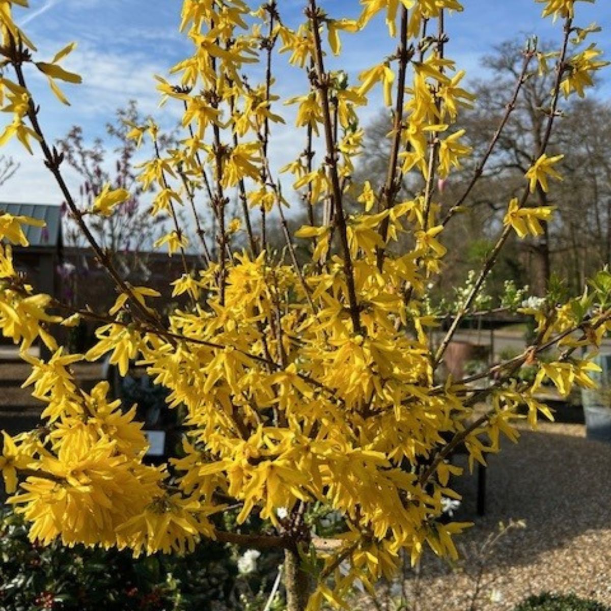 Buy Forsythia x intermedia 'Lynwood Variety' direct from Cedar Garden Nursery, Surrey