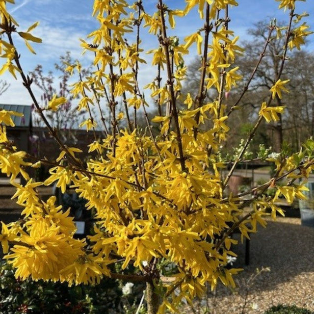 Buy Forsythia x intermedia 'Lynwood Variety' direct from Cedar Garden Nursery, Surrey