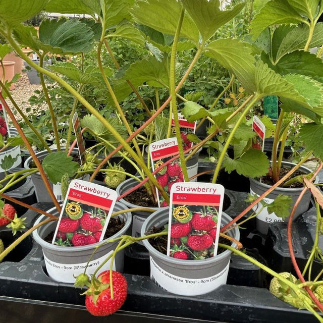 Fragaria x ananassa 'Eros' - 9cm (Strawberry)