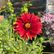 Buy Gaillardia × grandiflora 'Burgunder'  direct from Cedar Garden Nursery, Surrey