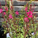 Buy Gaura lindheimeri Belleza Dark Pink online from Cedar Garden Nursery, Surrey