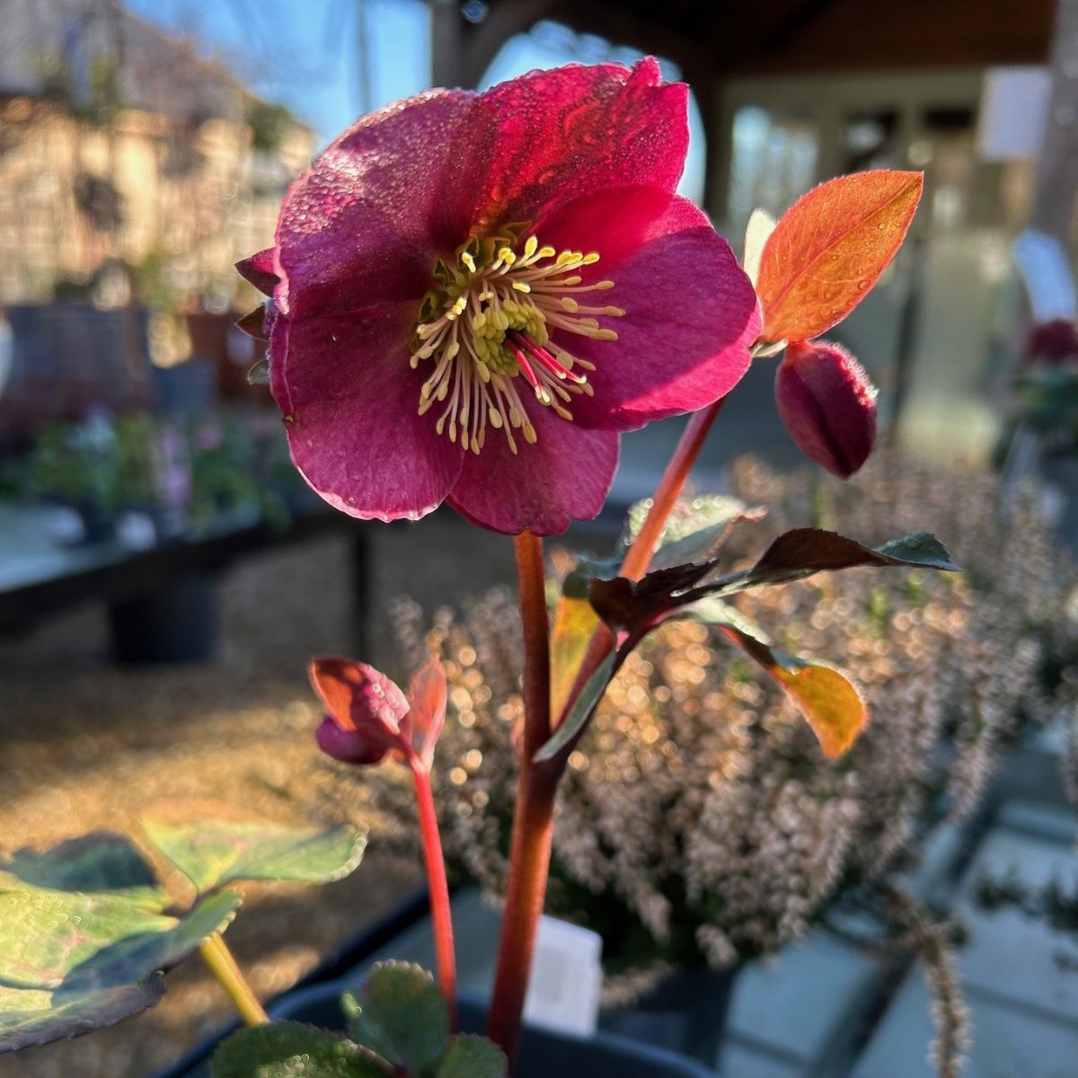 Helleborus Anna's Red - 2 litre