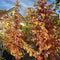 Metasequoia glyptostroboides Amber Glow available from Cedar Garden Nursery, Surrey