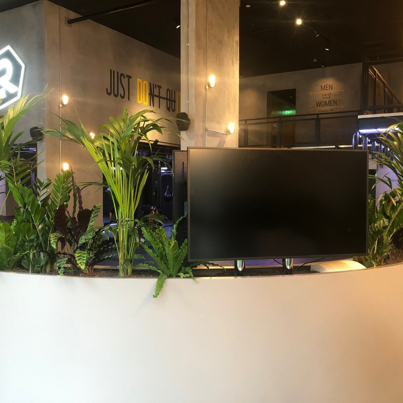 Bespoke office reception planter - supplied by Cedar Nursery, Surrey