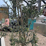 Olea europaea 'Cipressino' (F) (syn. 'Fastigiata' )- 175cm 30 litre (Olive Tree)