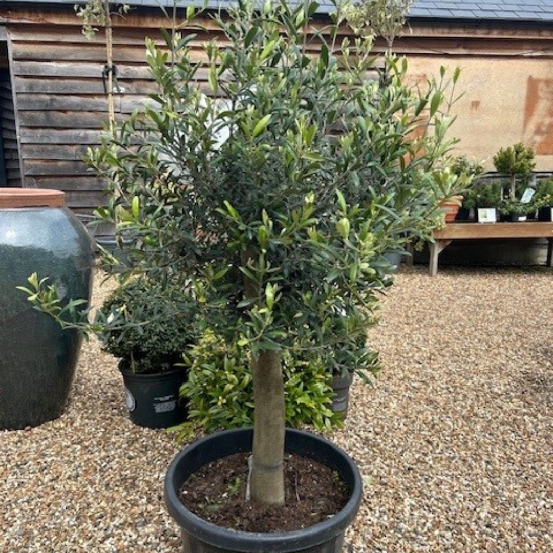 Olea europaea (Olive Tree) - 1/4 Std - LOOSE 20-30 45 litre