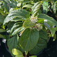 Buy Pachysandra axillaris 'Great Cover' direct from Cedar Nursery, Surrey