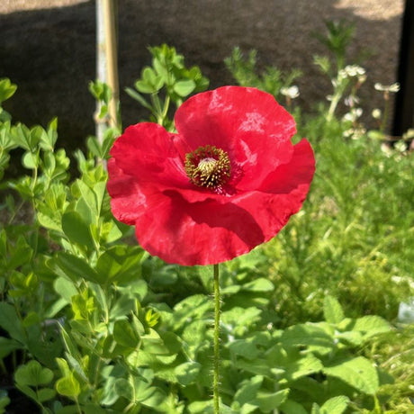 Buy Papaver commutatum 'Ladybird' online from Cedar Garden Nursery