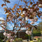 Buy Prunus 'Shirofugen' direct from Cedar Garden Nursery, Surrey
