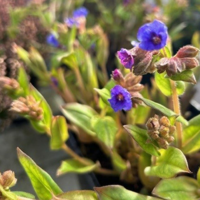 Buy Pulmonaria 'Blue Ensign' direct from Cedar Garden Nursery, Surrey