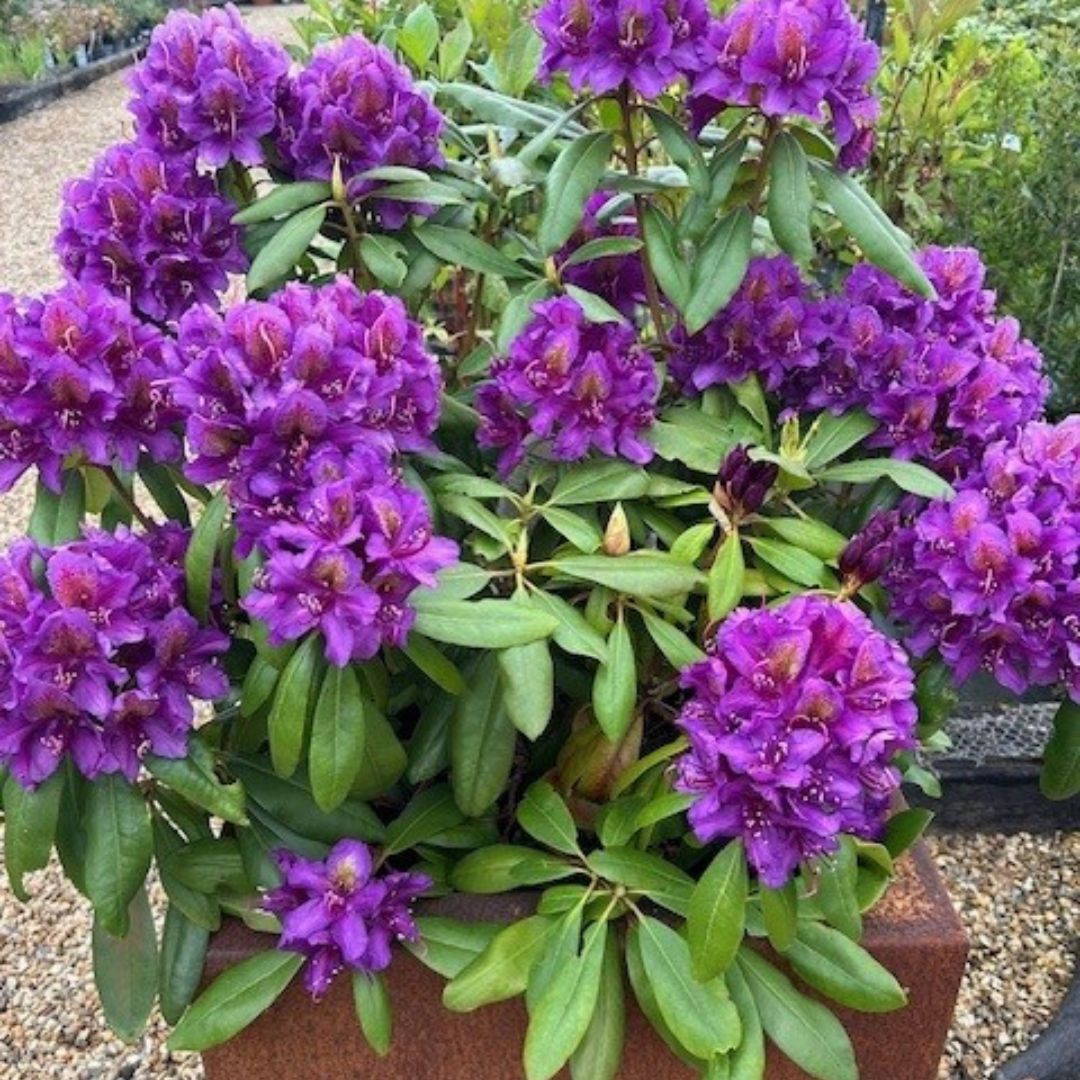 Buy Rhododendron 'Marcel Menard' - 7.5 litre Purple direct from Cedar Garden Nursery, Surrey