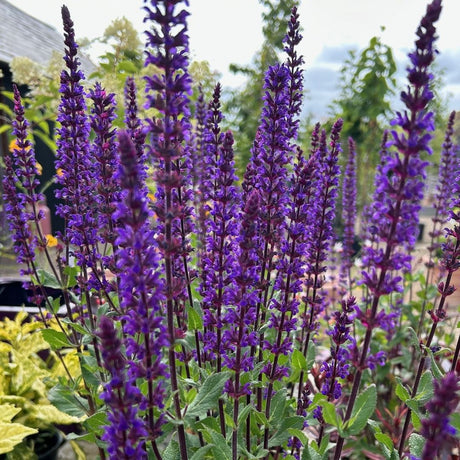 Salvia nemorosa 'Caradonna' available online from Cedar Garden Nursery, Surrey