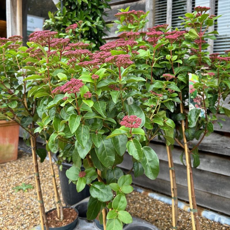 Viburnum tinus 'Lisarose' - 4 litre