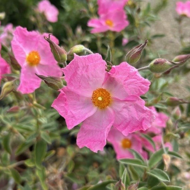 Buy Cistus x argenteus 'Silver Pink' online or instore from Cedar Nursery, Surrey