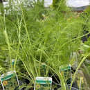 Buy Foeniculum vulgare (Fennel)