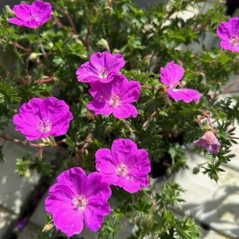 Buy Geranium sanguineum 'Max Frei'  direct from Cedar Nursery, Surrey