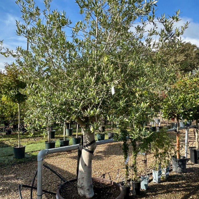 Buy large olive tree from Cedar Nursery, Surrey