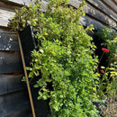 PlantBox Living Wall with herbs available from Cedar Nursery