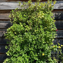 PlantBox Living Wall with herbs