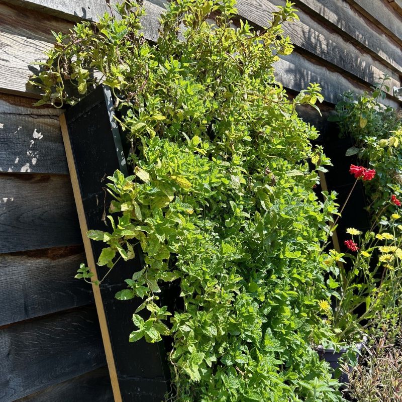 PlantBox Living Wall with herbs available from Cedar Nursery