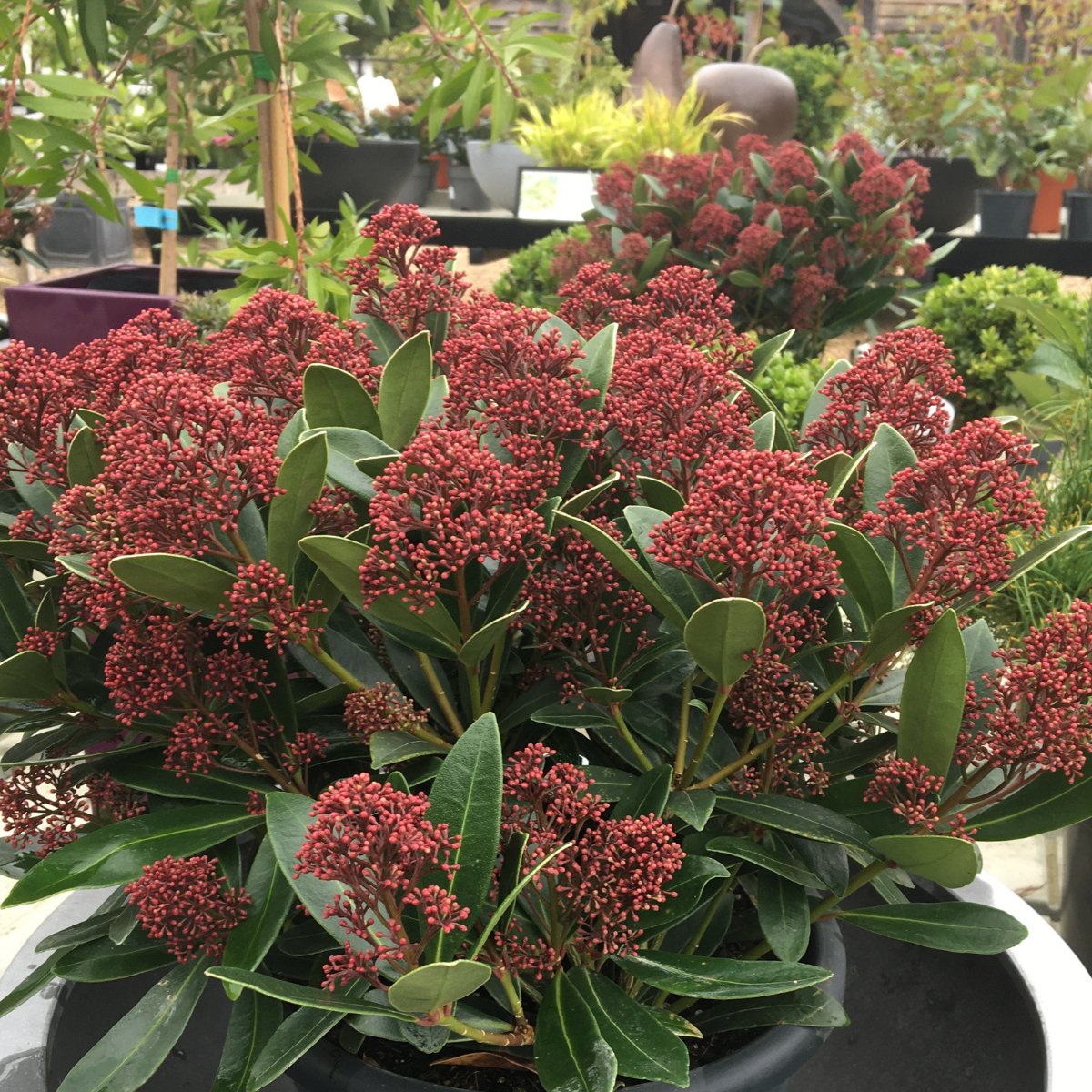 Skimmia japonica Rubesta