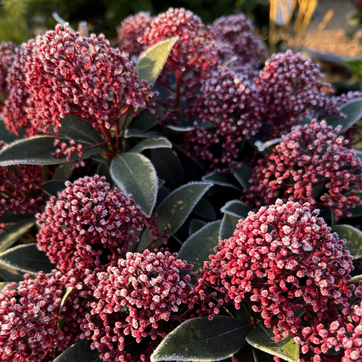 Skimmia japonica 'Antarctica'