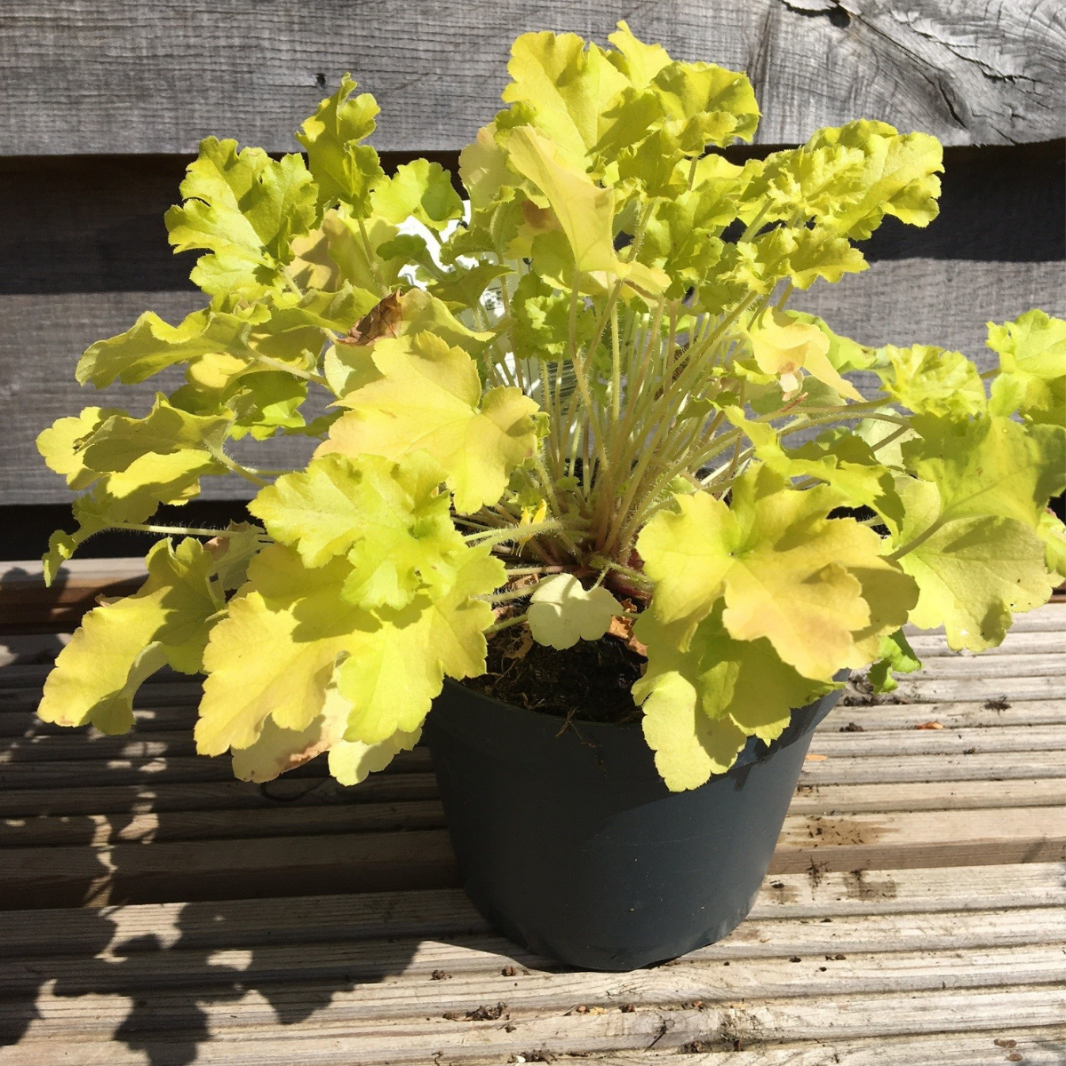 Heuchera 'Lime Marmelade'