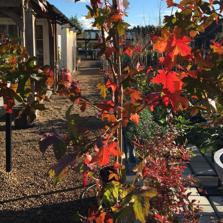 Buy Liquidambar styraciflua - 12 litre online from Cedar Garden Nursery in Surrey