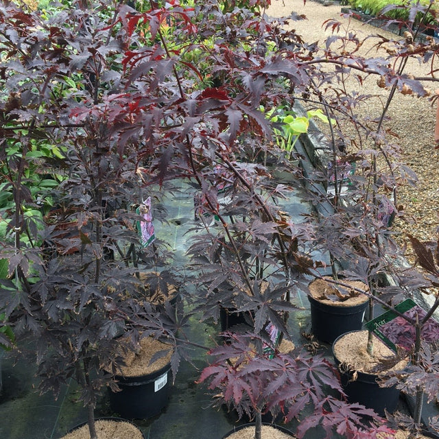 Acer palmatum 'Black Lace' (M) - 4 litre - Cedar Nursery - Plants and Outdoor Living