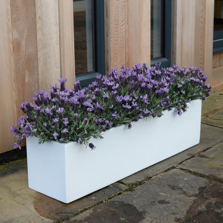 Bespoke Fibreglass Geo Planter - Cedar Nursery - Plants and Outdoor Living