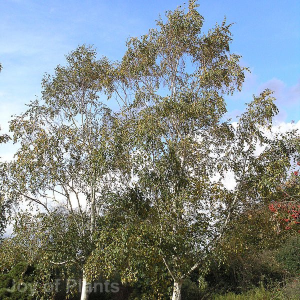 Betula utilis var. jacquemontii - 08-10 cm Standard - Cedar Nursery - Plants and Outdoor Living