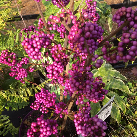 Callicarpa bodinieri var. giraldii 'Profusion' - 3 litre - Cedar Nursery - Plants and Outdoor Living