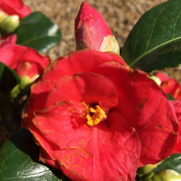 Camellia reticulata 'Mary Williams' - 10 litre - Cedar Nursery - Plants and Outdoor Living