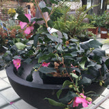 Camellia sasanqua 'Cleopatra' - 60-70 cm 5 litre - Cedar Nursery - Plants and Outdoor Living