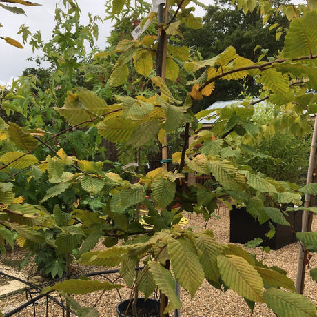 Carpinus betulus Rockhampton Red ='Lockglow' - 25 litre - Cedar Nursery - Plants and Outdoor Living